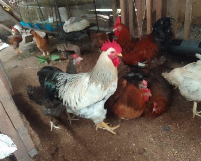 Rabbit and poultry